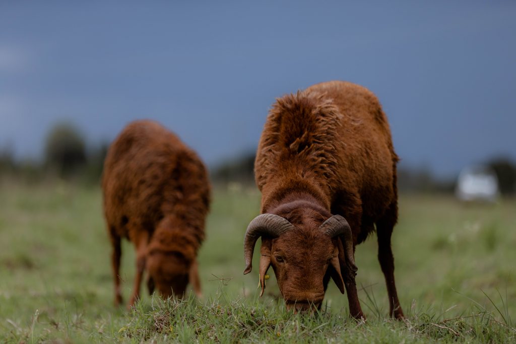 photo of red maasai Sheep